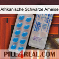African Black Ant new15